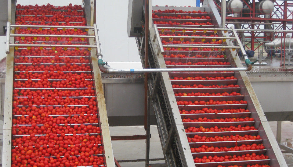 Red Tomato Foods Group Limited