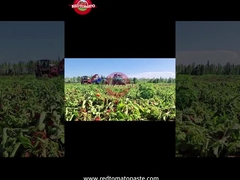 新疆ドラムトマトペストの生産過程:収穫から缶詰化